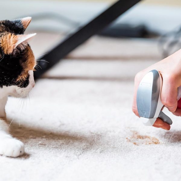 شستشوی ادرار حیوانات از روی فرش - قالیشویی پاکسان