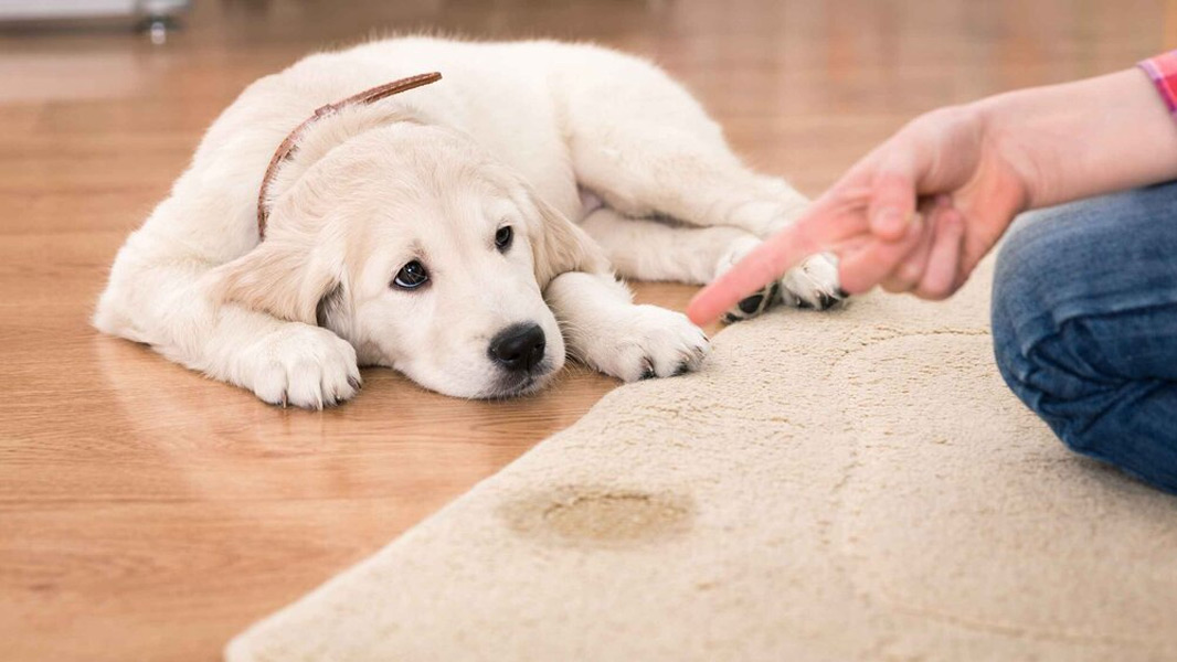 Does the carpet cleaner clean the impure carpet? آیا قالیشویی فرش نجس را پاک میکند - قالیشویی پاکسان
