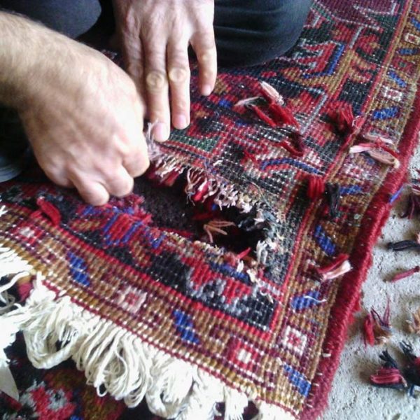مهمترین دلایل پاره شدن فرش - قالیشویی پاکسان